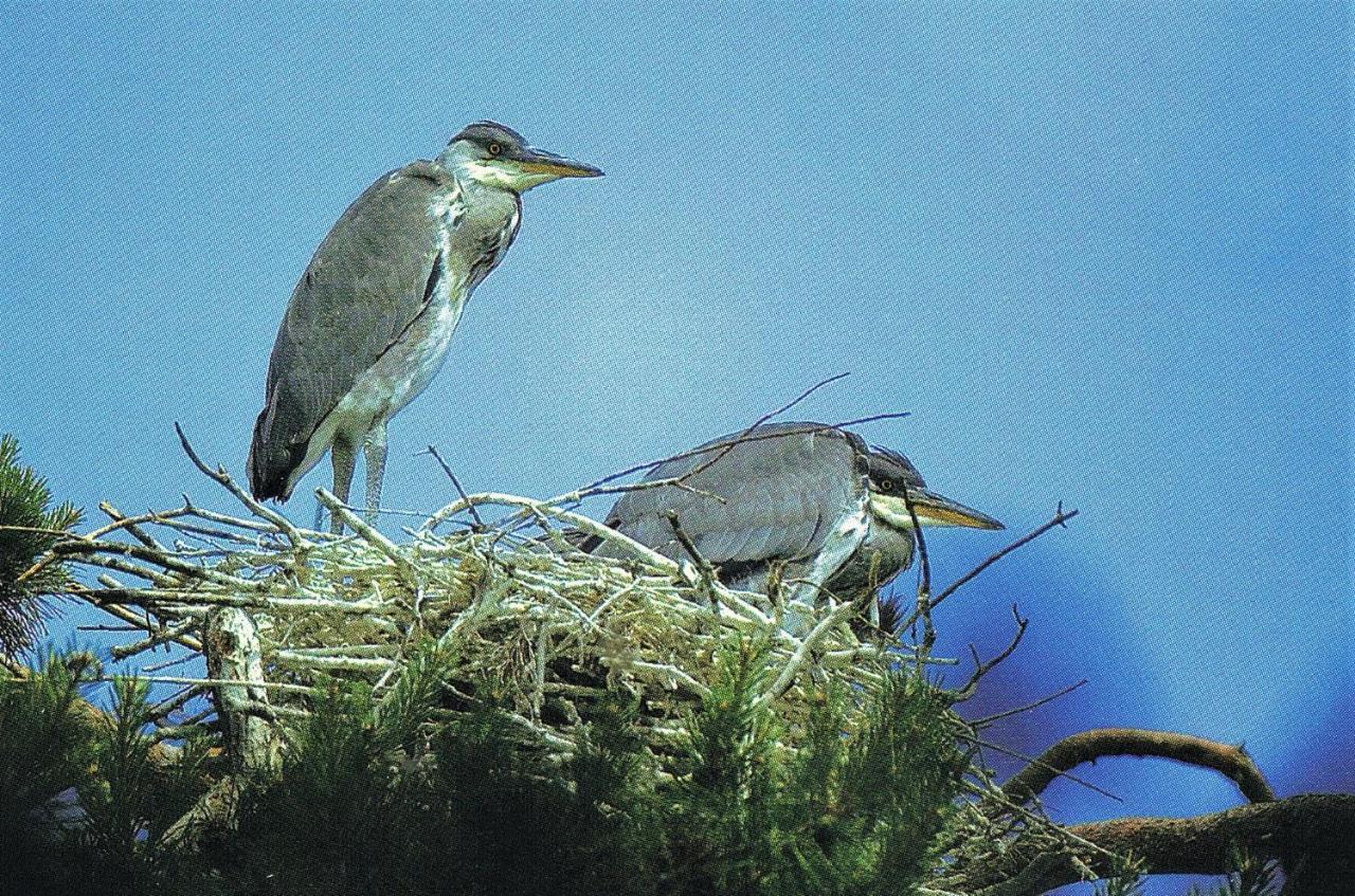 Noclegi Zdzislaw Sieradzki Zbiczno Buitenkant foto