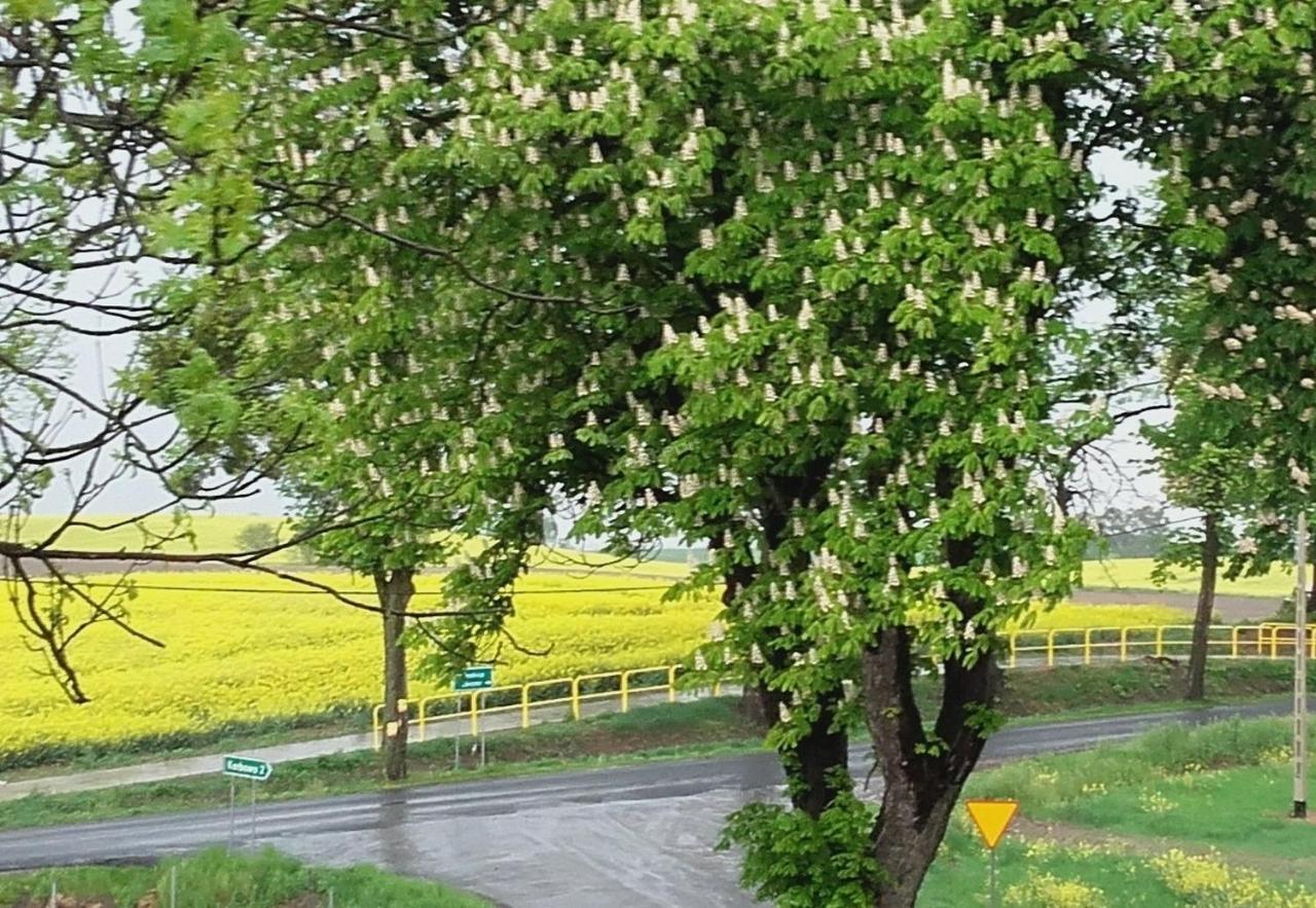Noclegi Zdzislaw Sieradzki Zbiczno Buitenkant foto